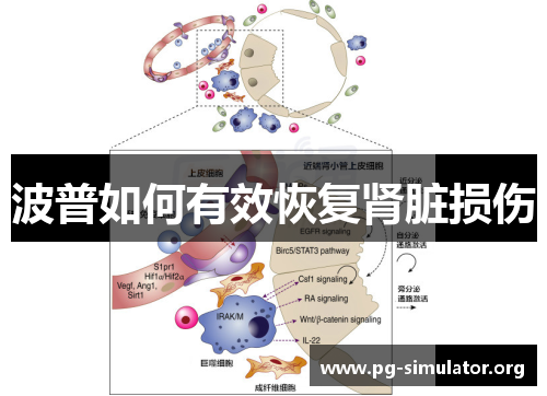 波普如何有效恢复肾脏损伤